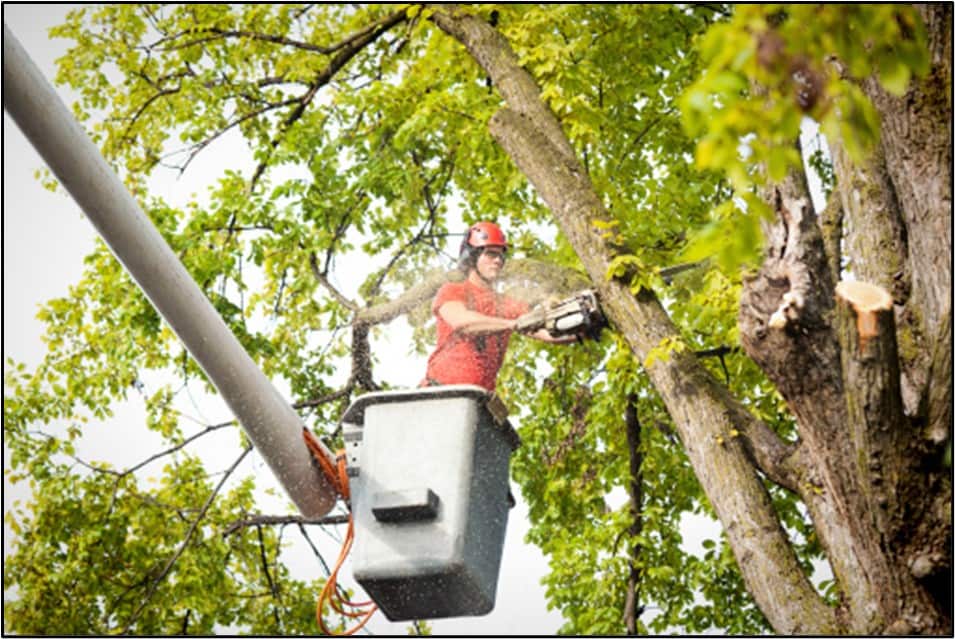 A man is trimming the tree branch in Burnsville, MN