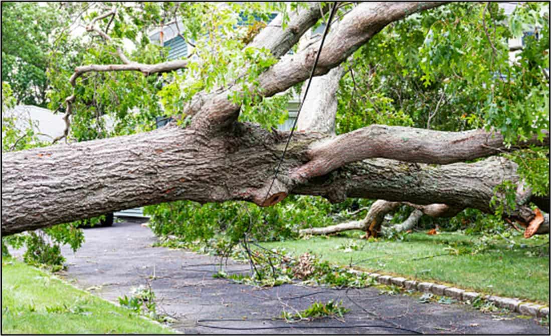 A tree is fallen on the road in Burnsville, MN
