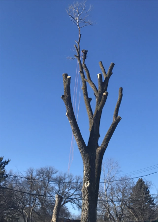 Tree Pruning 1