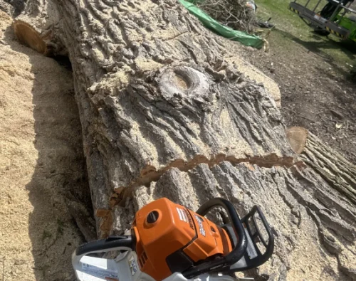 Tree Removal
