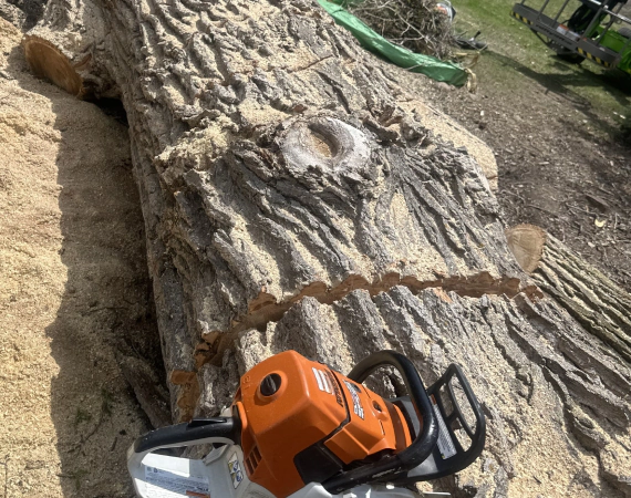 Tree Removal