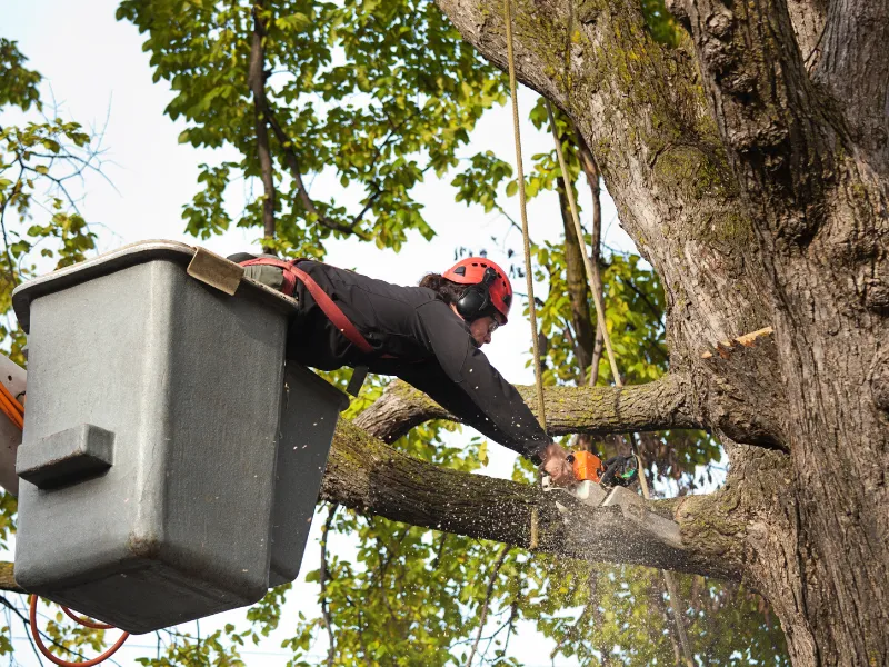 pruning a tree