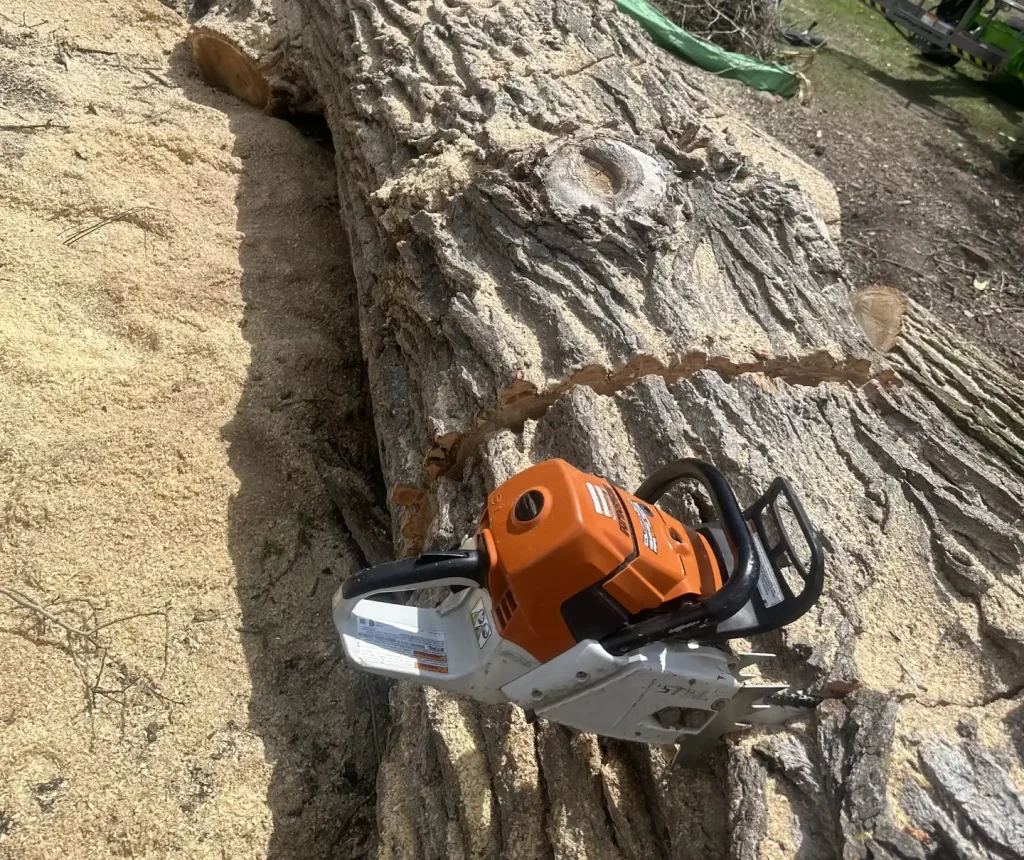 A large tree trunk with saw marks and sawdust, next to an orange and white chainsaw, with a green yard