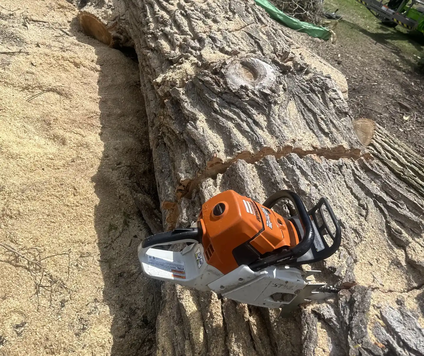 A large tree trunk with saw marks and sawdust, next to an orange and white chainsaw, with a green yard