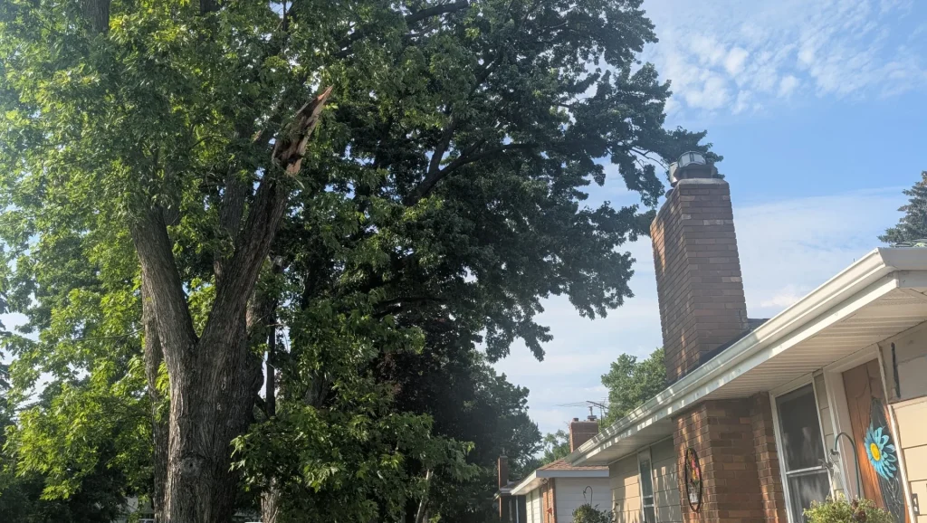 Emerald Ash Borer Burnsville MN